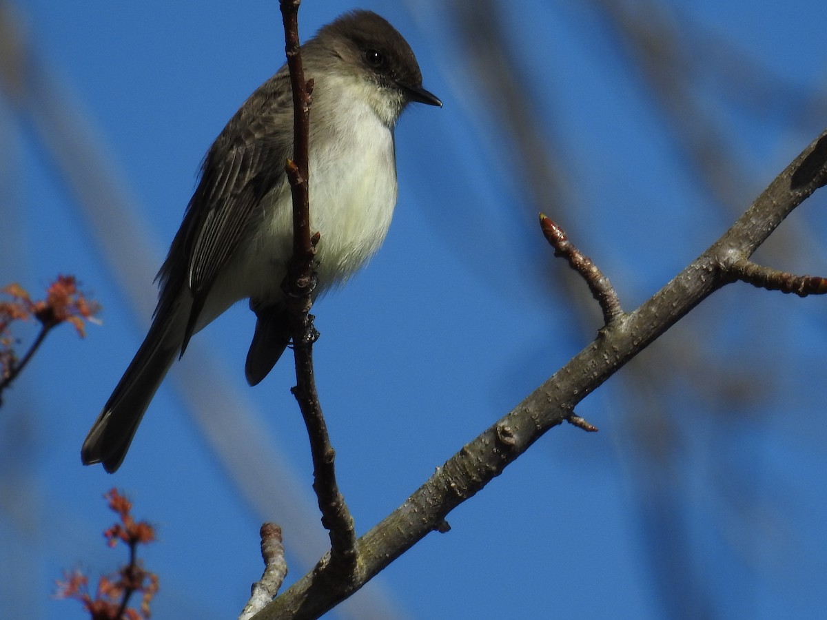 Eastern Phoebe - ML547220321