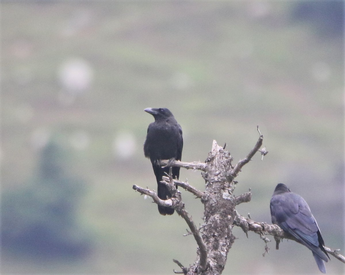Large-billed Crow - ML547220351