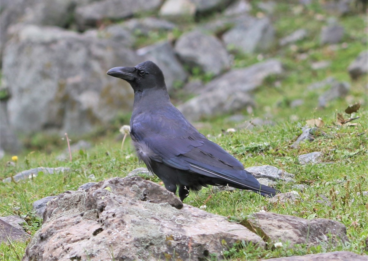 Large-billed Crow - ML547220361