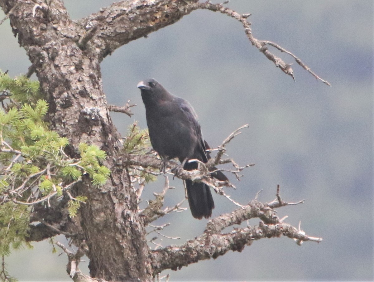 Large-billed Crow - ML547220371