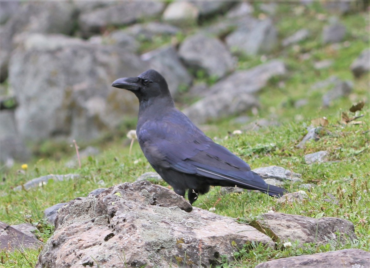 Large-billed Crow - ML547220381