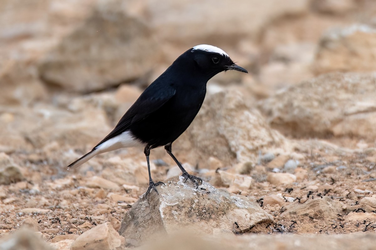 White-crowned Wheatear - ML547220411