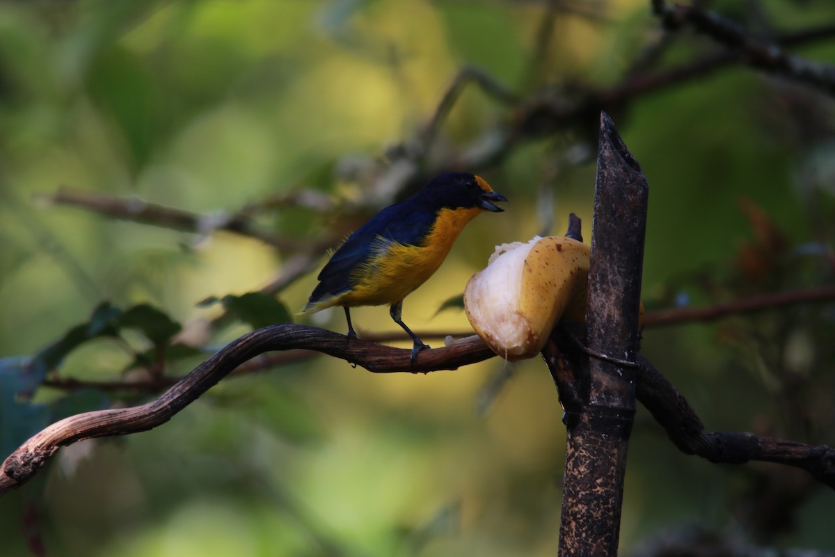 Violaceous Euphonia - ML547220421