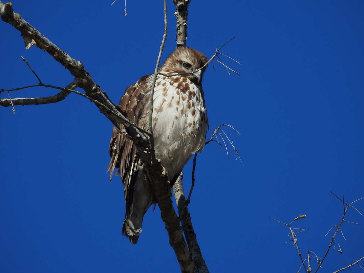 Red-shouldered Hawk - ML547220601