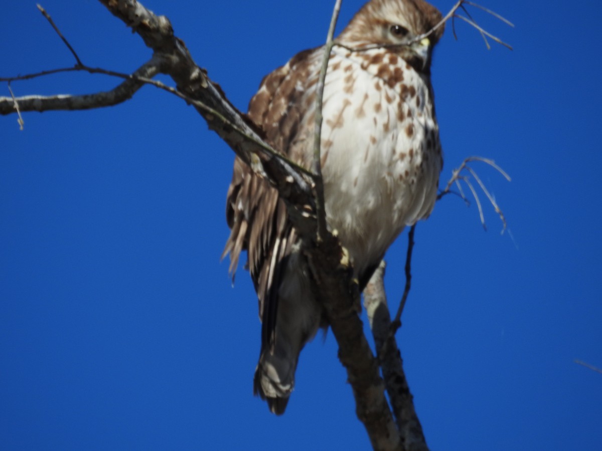 Red-shouldered Hawk - ML547220611