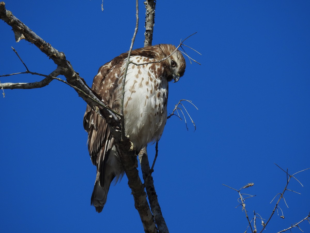 Red-shouldered Hawk - ML547220621