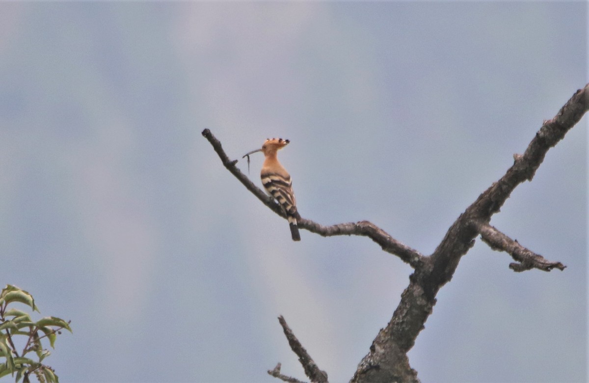 Eurasian Hoopoe - ML547220651