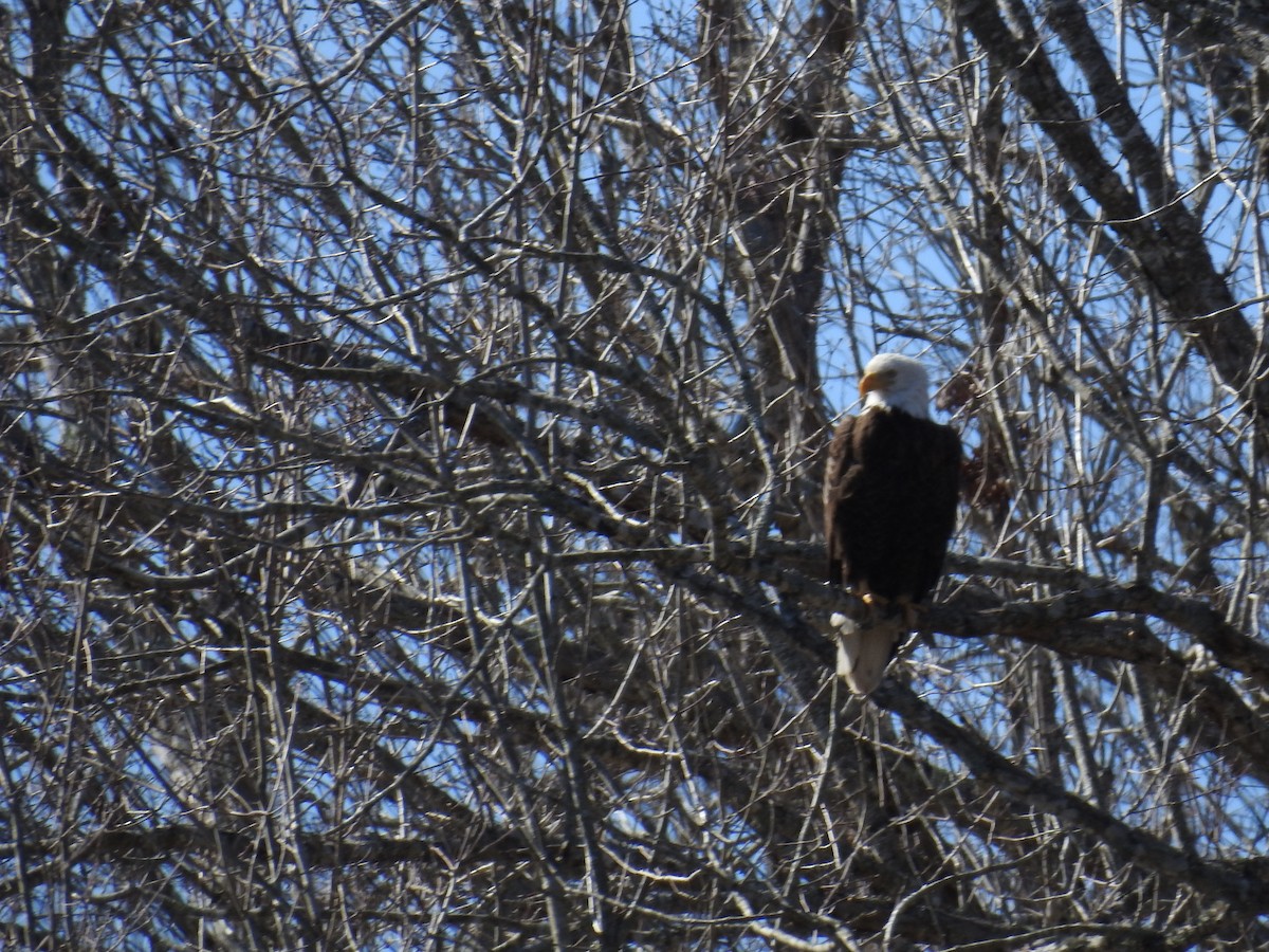 Bald Eagle - ML547220681