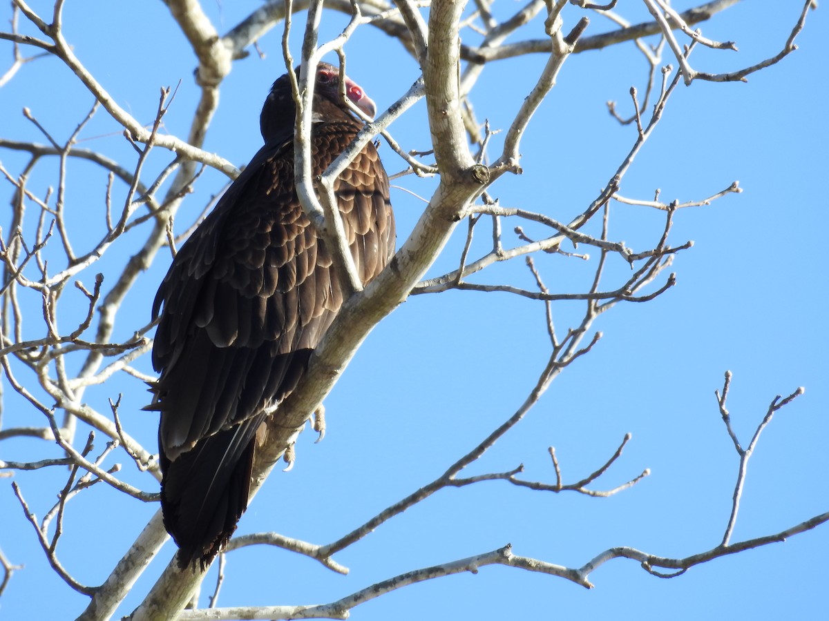 Turkey Vulture - ML547220781