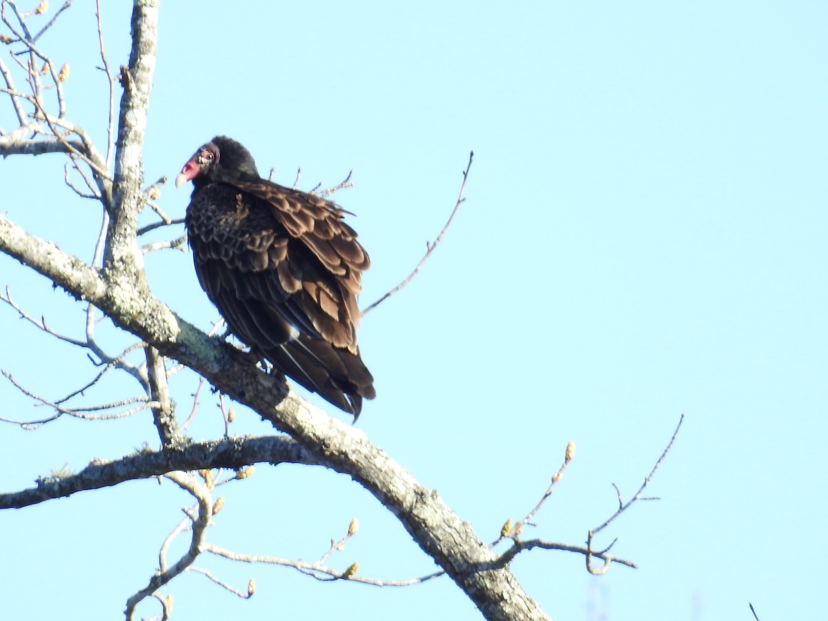 Turkey Vulture - ML547221551