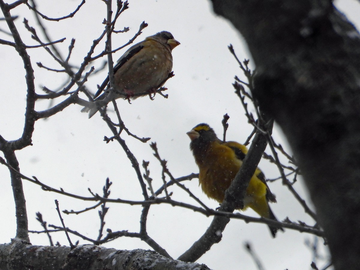 Evening Grosbeak - ML547221881