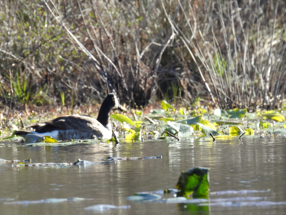 Canada Goose - ML547221951