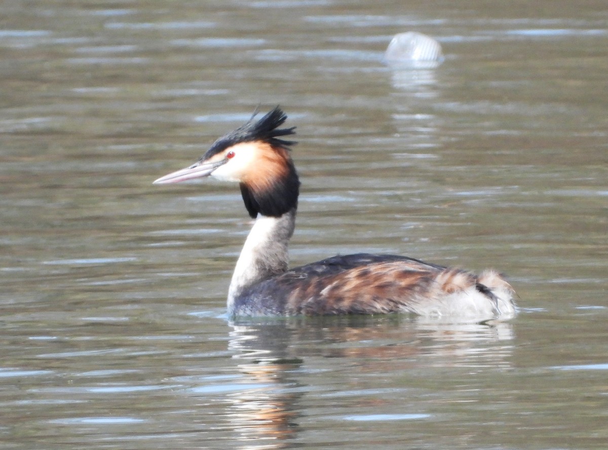 Great Crested Grebe - ML547222571