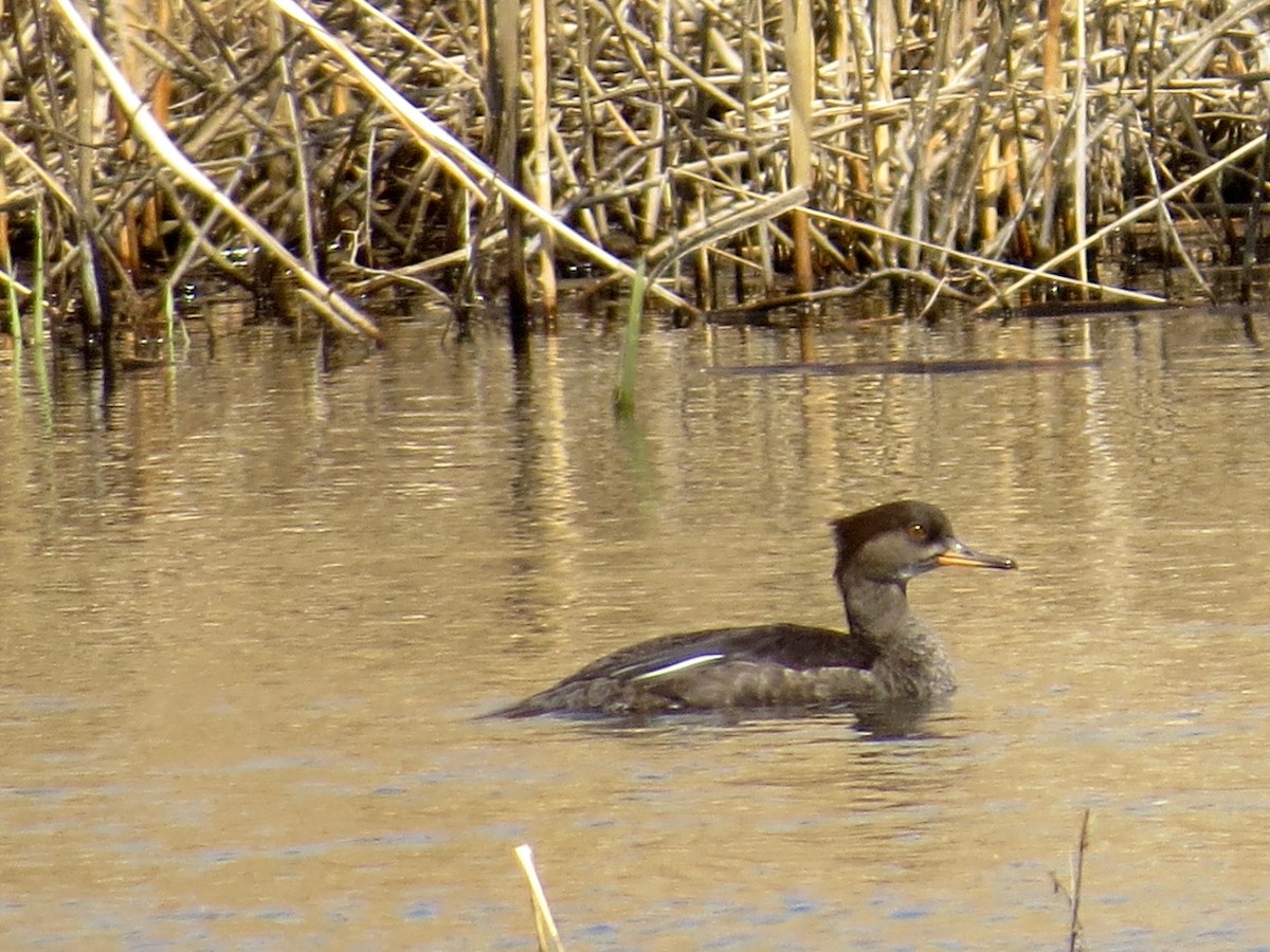 Hooded Merganser - Marjorie Watson