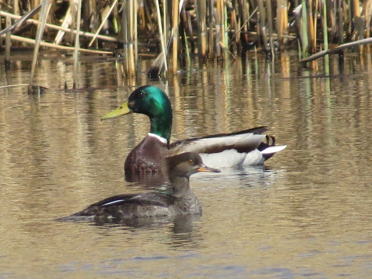 Hooded Merganser - ML54722291