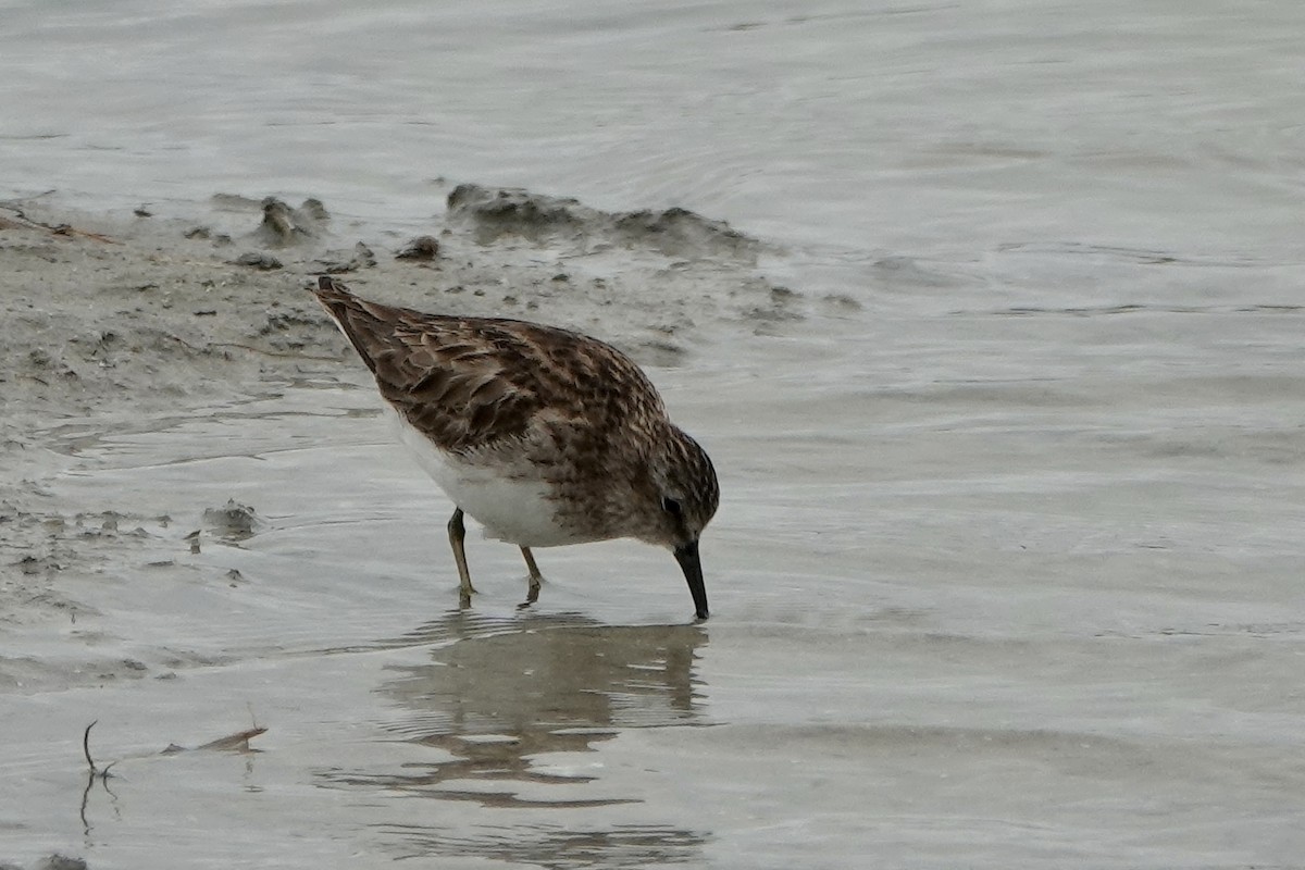 Least Sandpiper - ML547223491