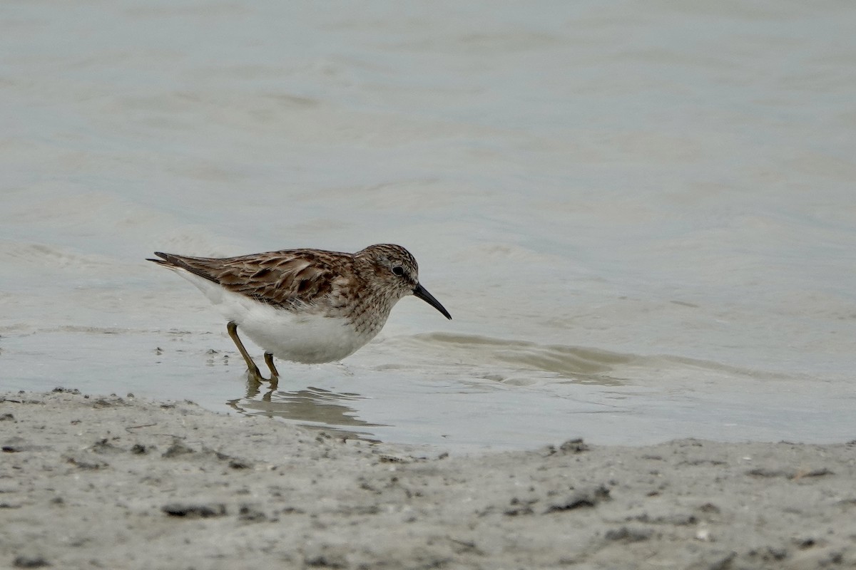 Least Sandpiper - ML547223911