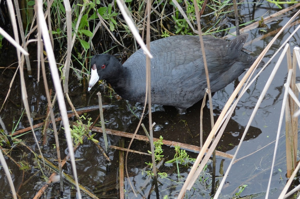 American Coot - ML547225781