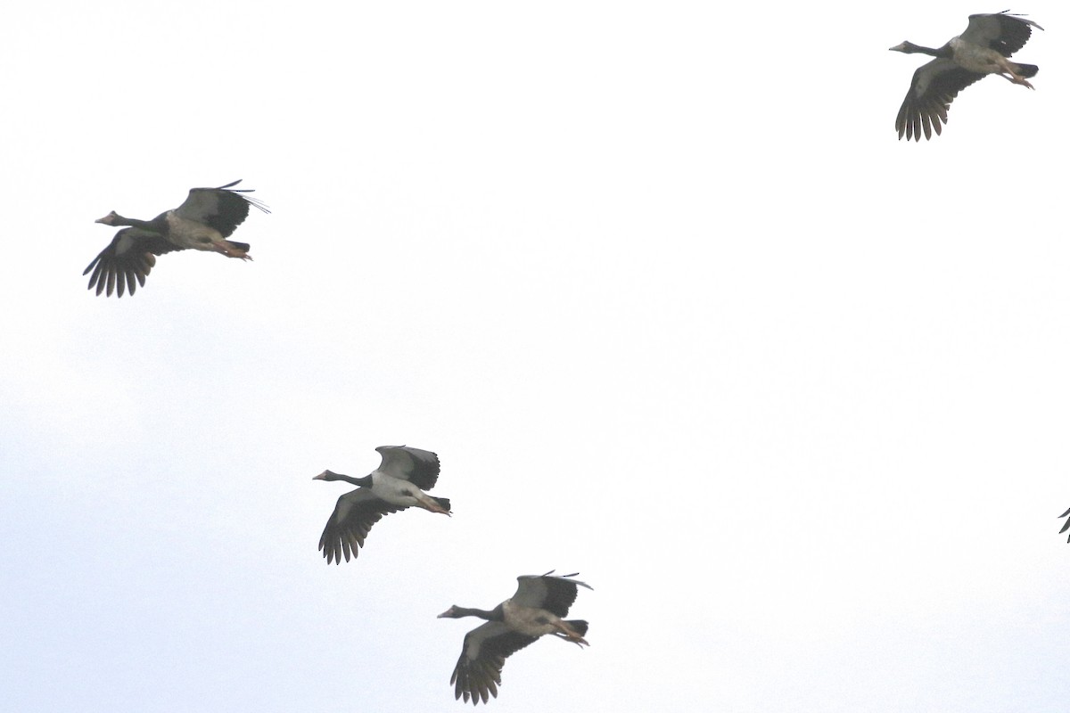 Magpie Goose - ML547225851