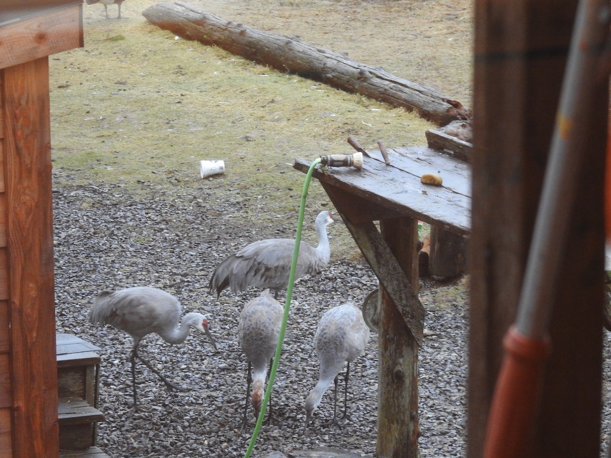 Sandhill Crane - ML547226231