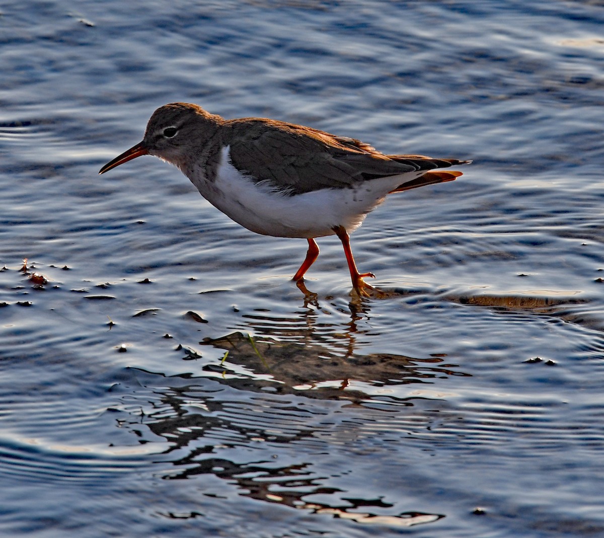 Spotted Sandpiper - Richard Taylor