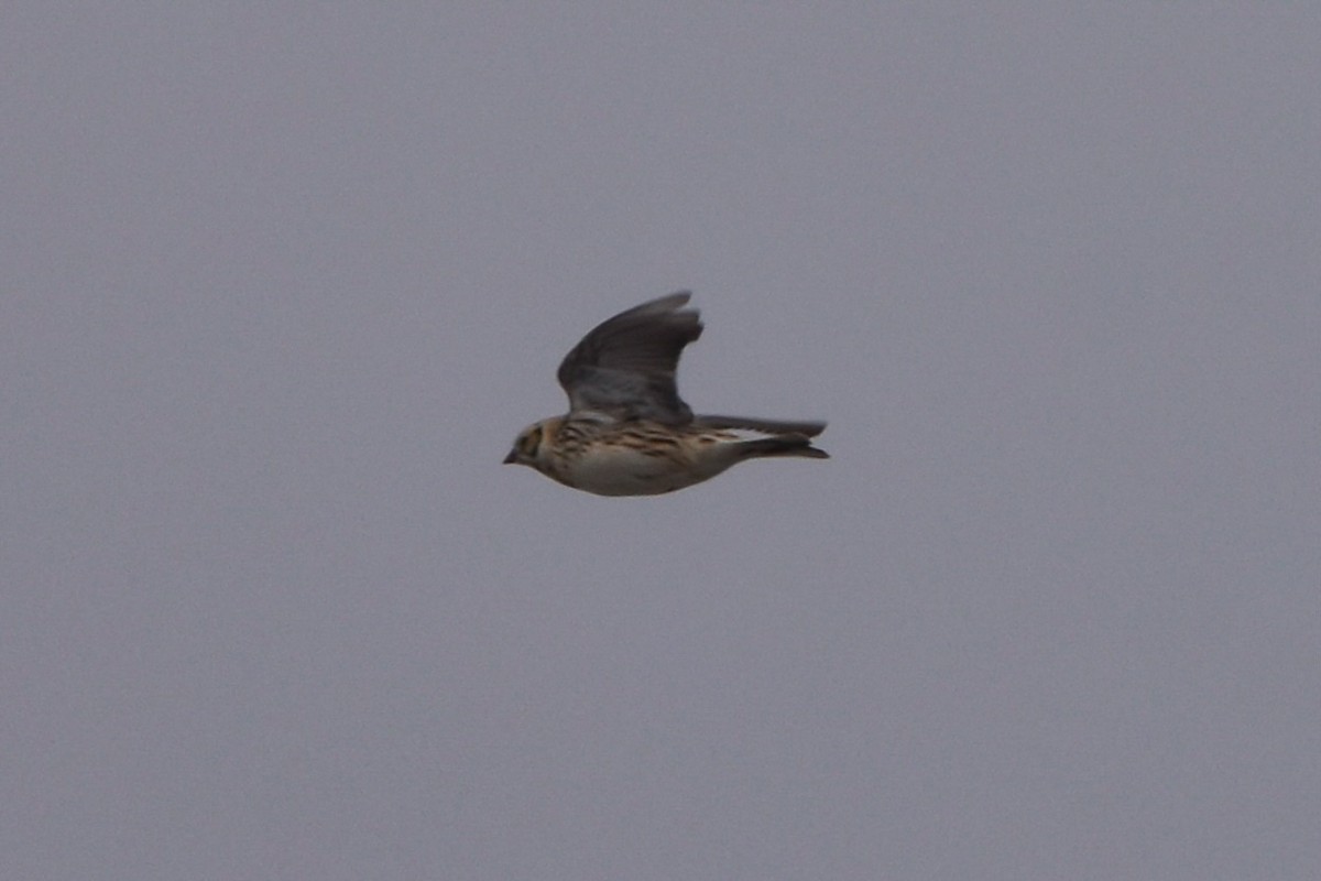 Lapland Longspur - Matthew Law