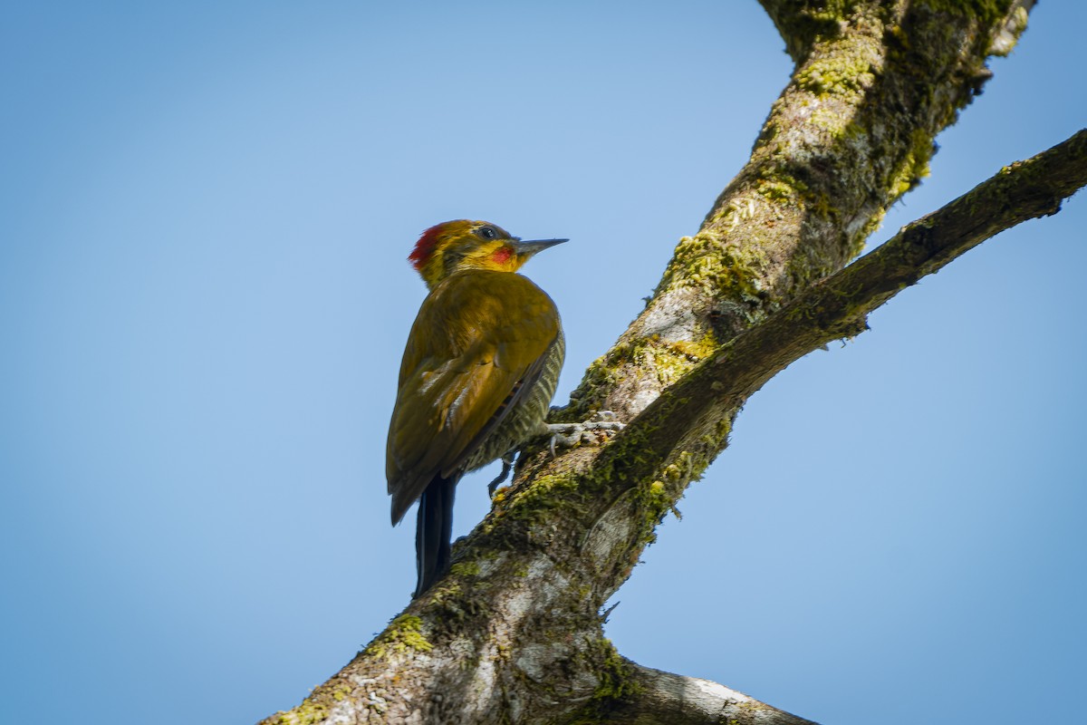 White-browed Woodpecker - ML547227671