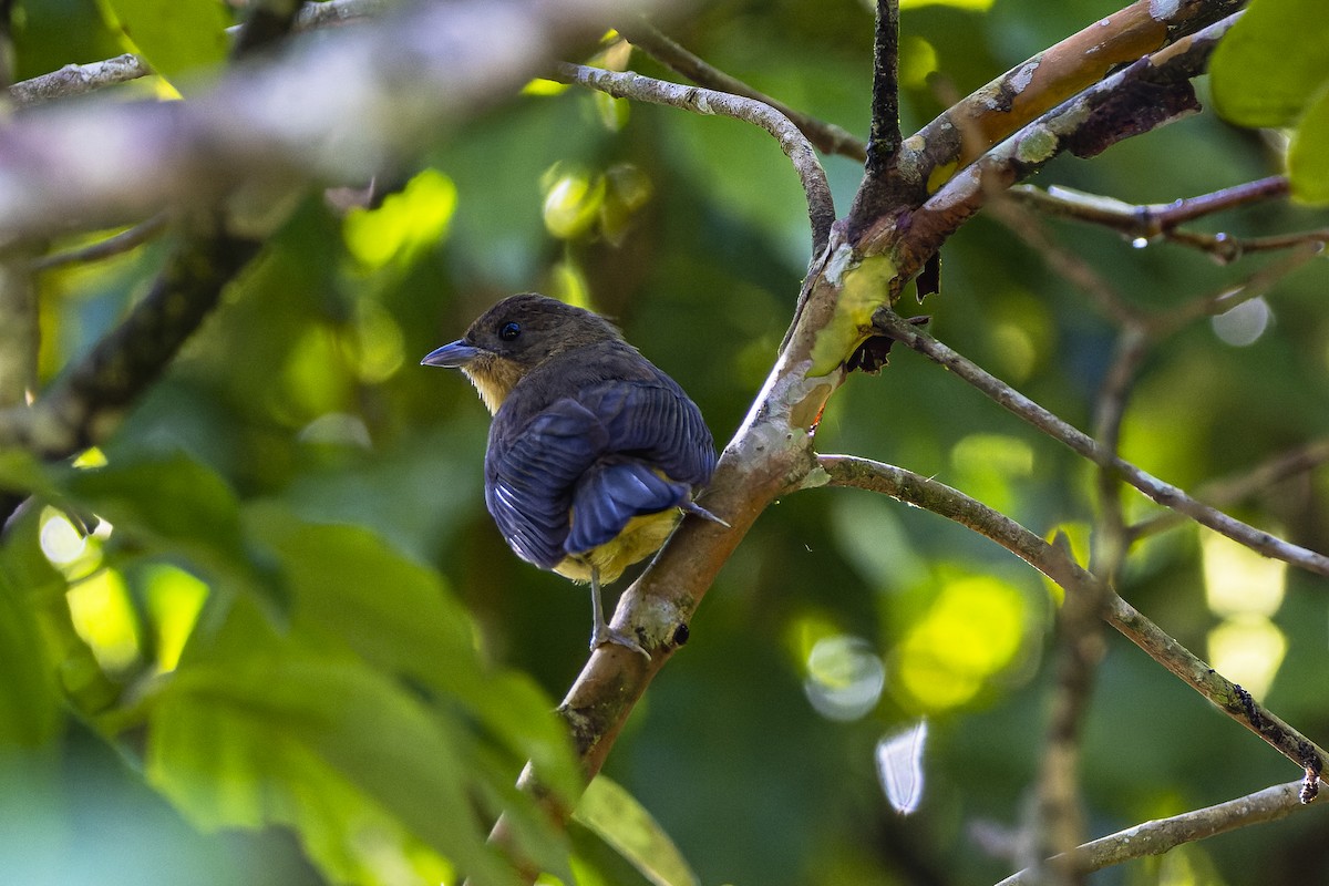 Black-goggled Tanager - ML547228251