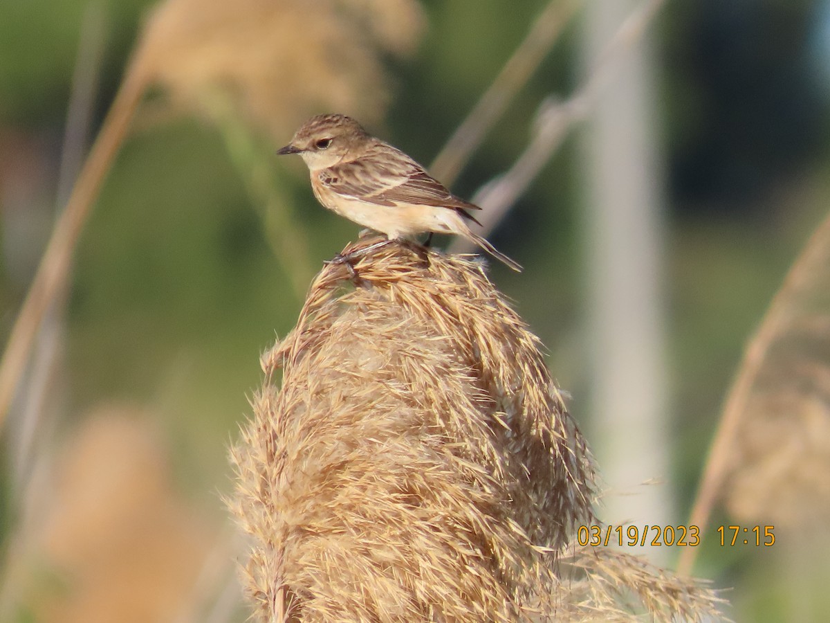 Siberian Stonechat - Ute Langner