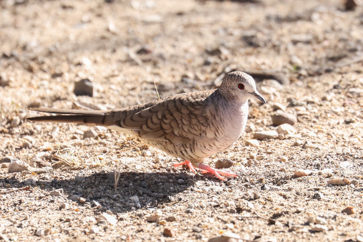 Inca Dove - JC Avena