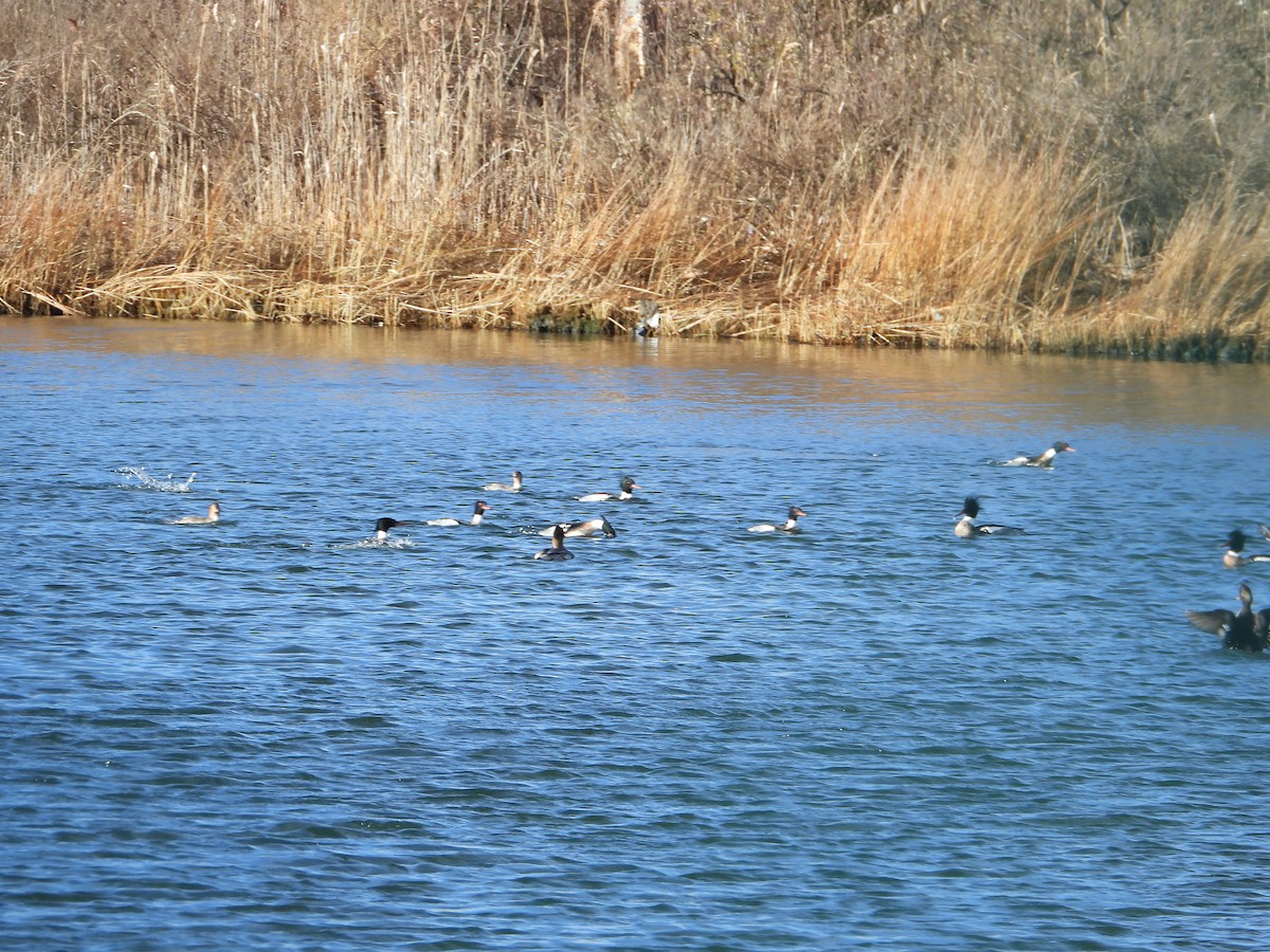 Red-breasted Merganser - ML547230191