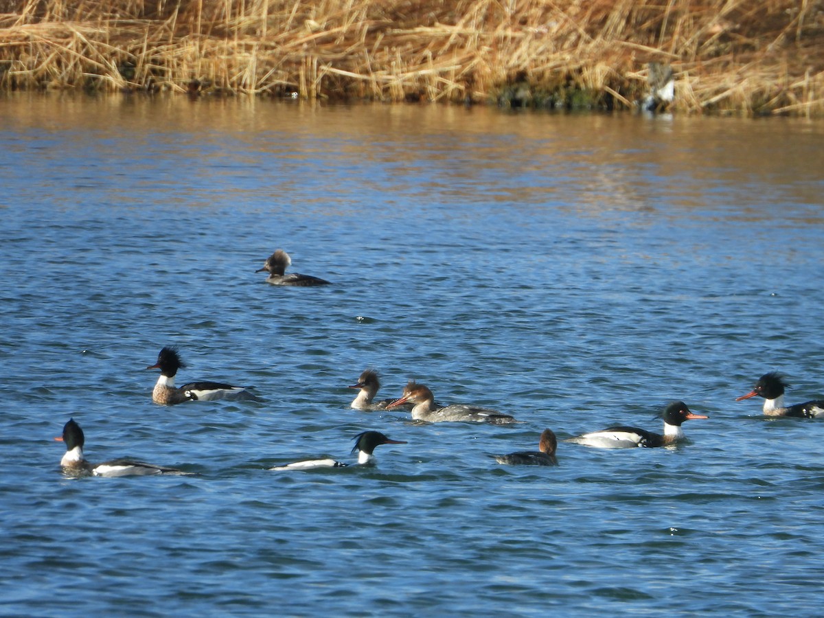 Red-breasted Merganser - ML547230451