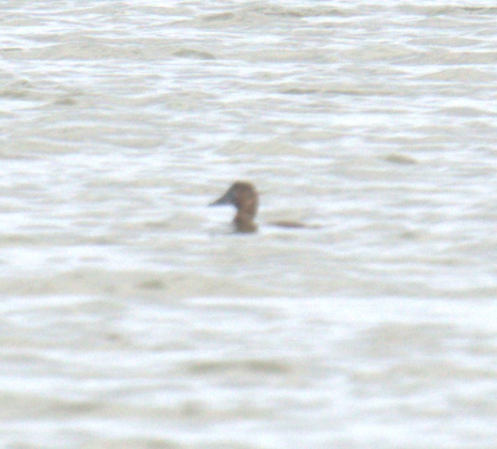 Canvasback - Cindy & Gene Cunningham