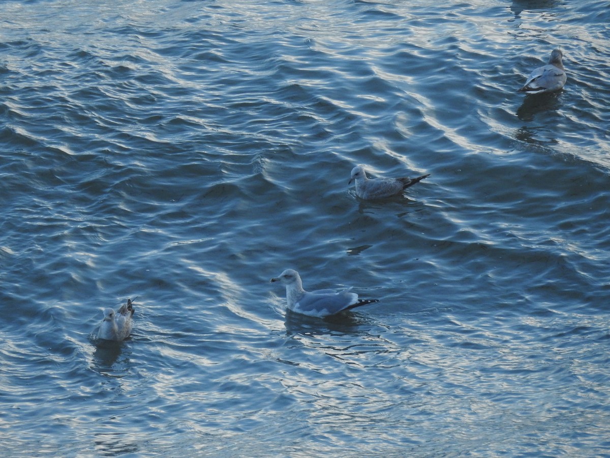American Herring Gull - ML547231481