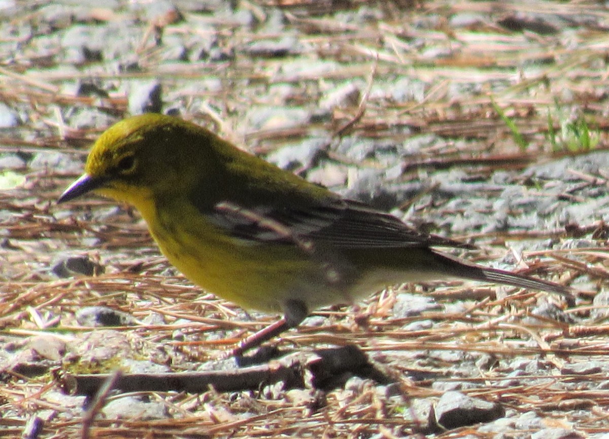 Pine Warbler - ML547231991