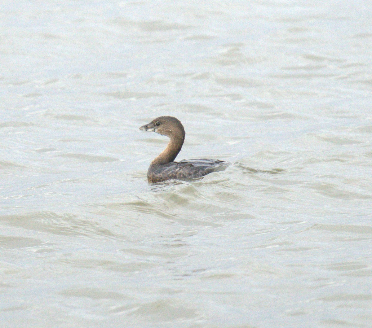 Pied-billed Grebe - ML547232241