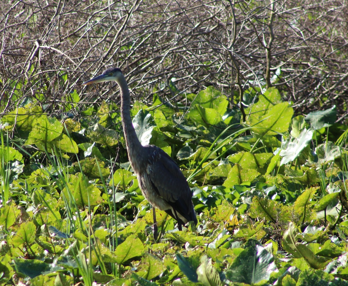 Great Blue Heron - ML547232901