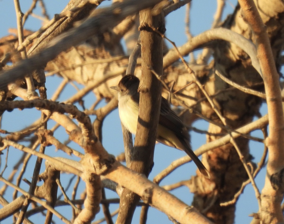 Ash-throated Flycatcher - ML547233011