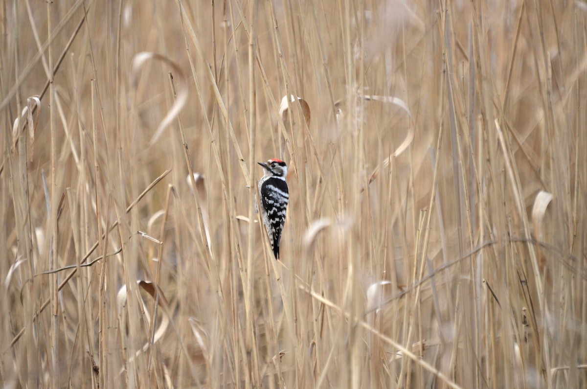 Lesser Spotted Woodpecker - ML547234441