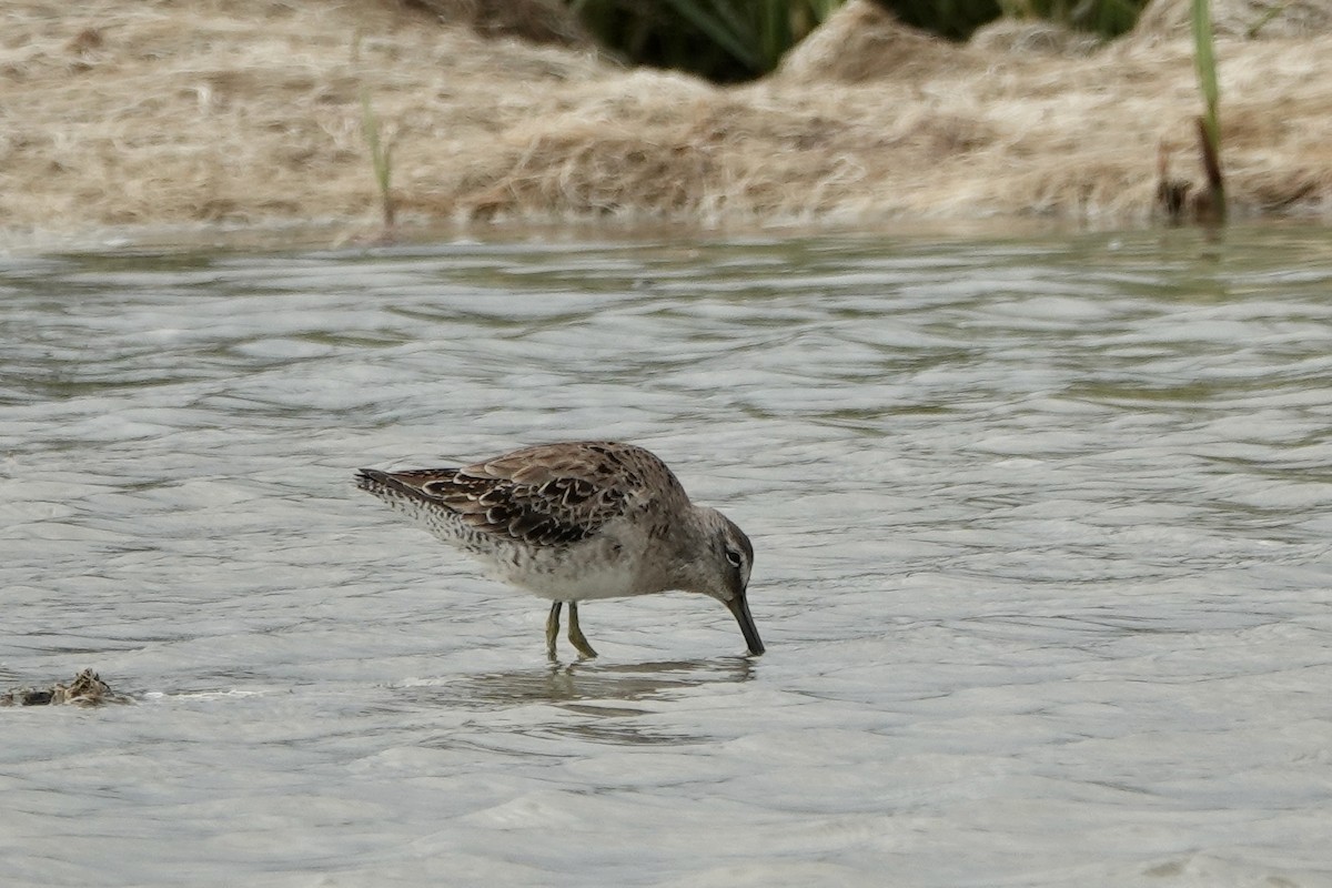 Long-billed Dowitcher - Sara Griffith