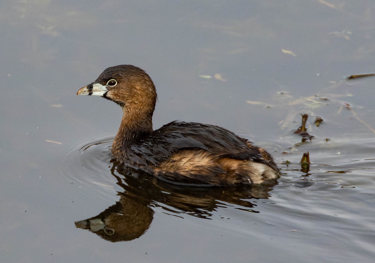 Pied-billed Grebe - ML547235131