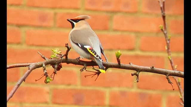 Bohemian Waxwing - ML547235321