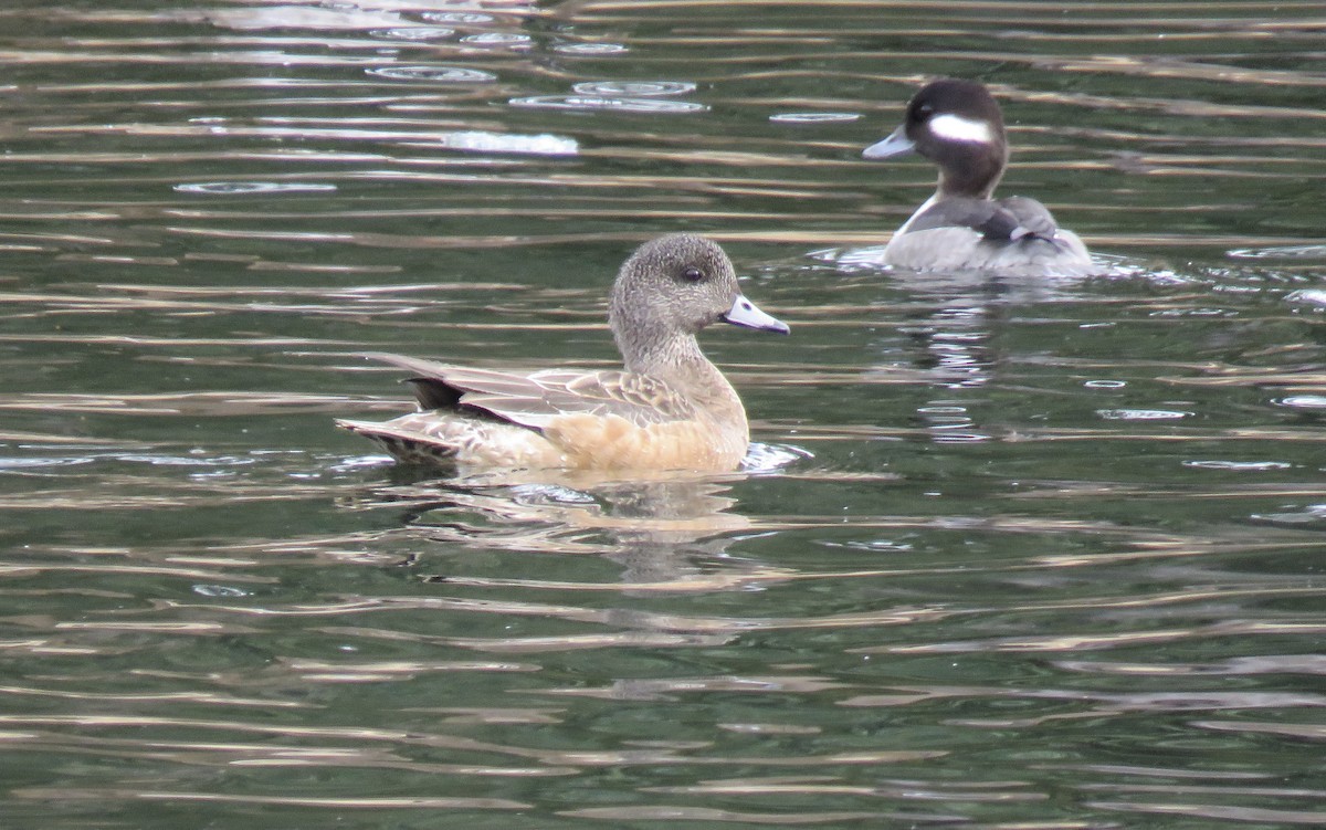 American Wigeon - ML547235731