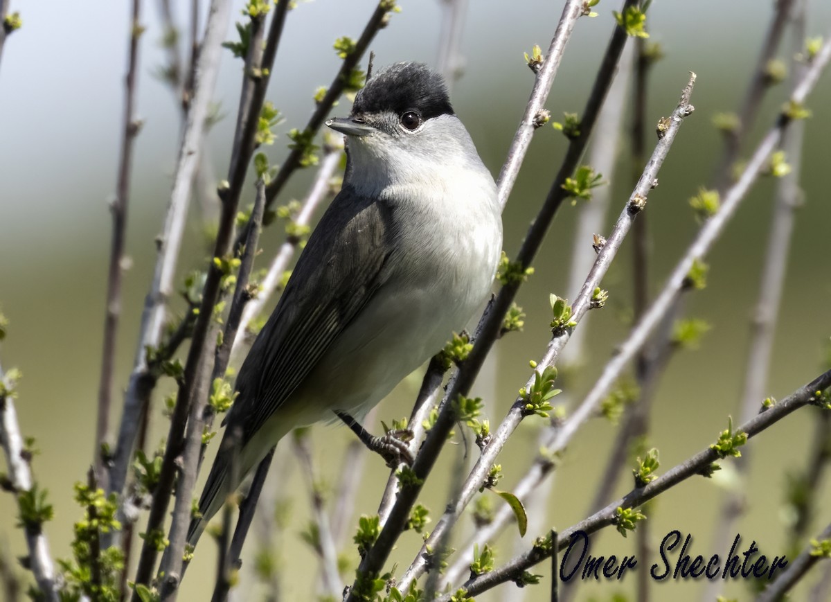 Eurasian Blackcap - ML547237851