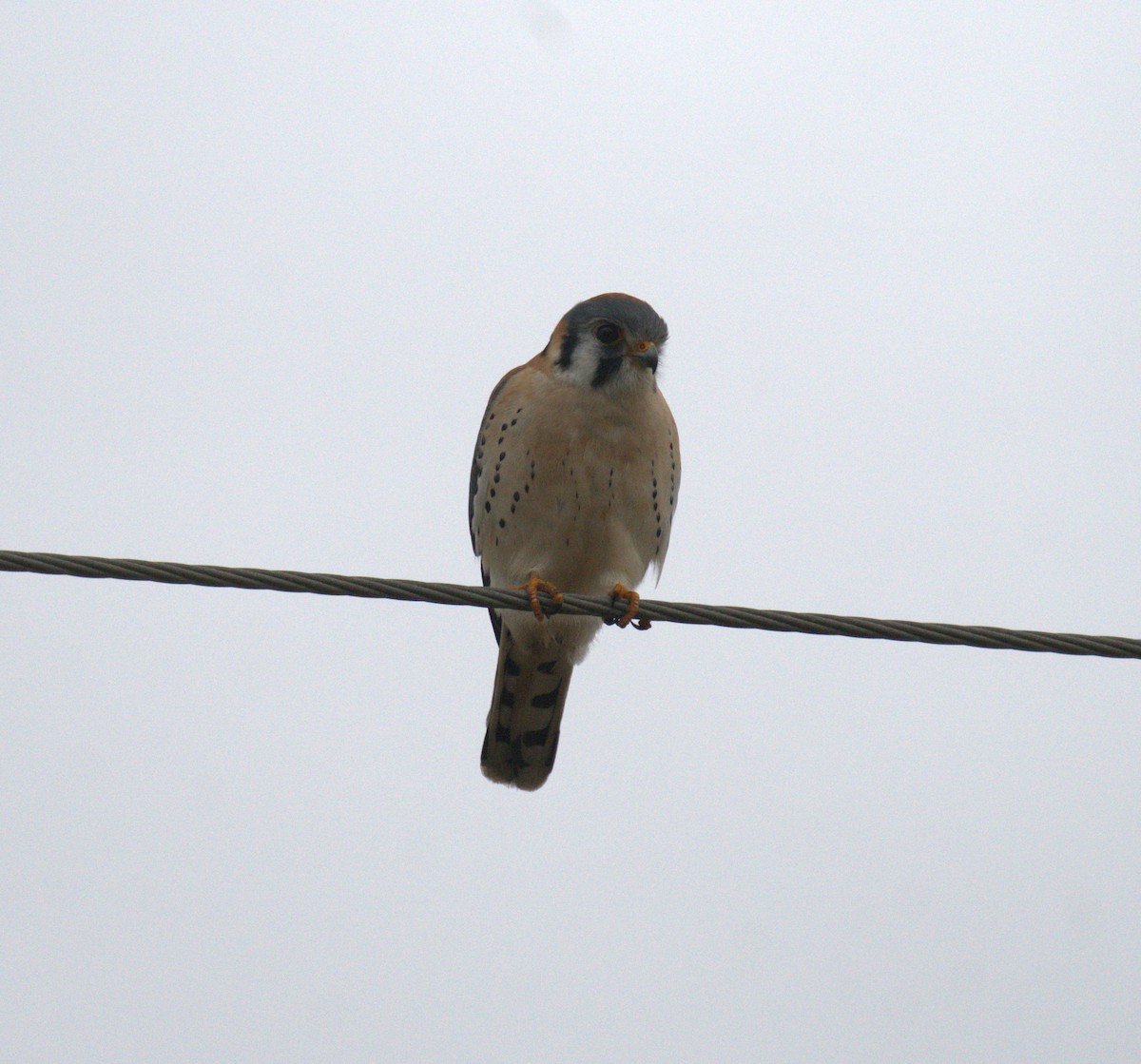 American Kestrel - ML547238741