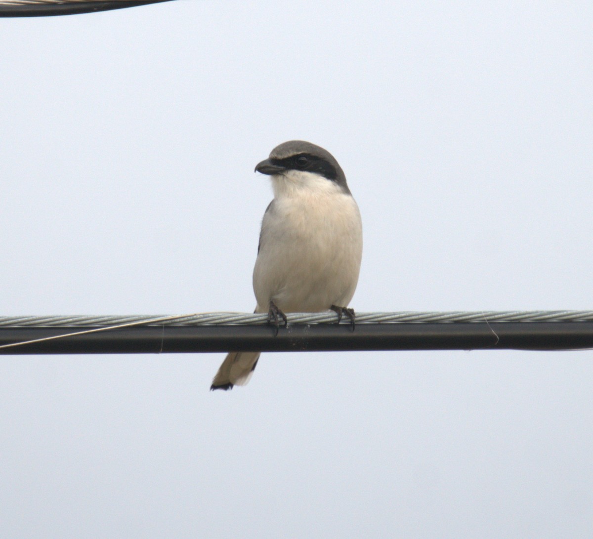 Loggerhead Shrike - ML547239321