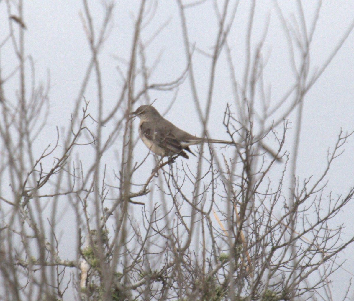 Northern Mockingbird - ML547239571