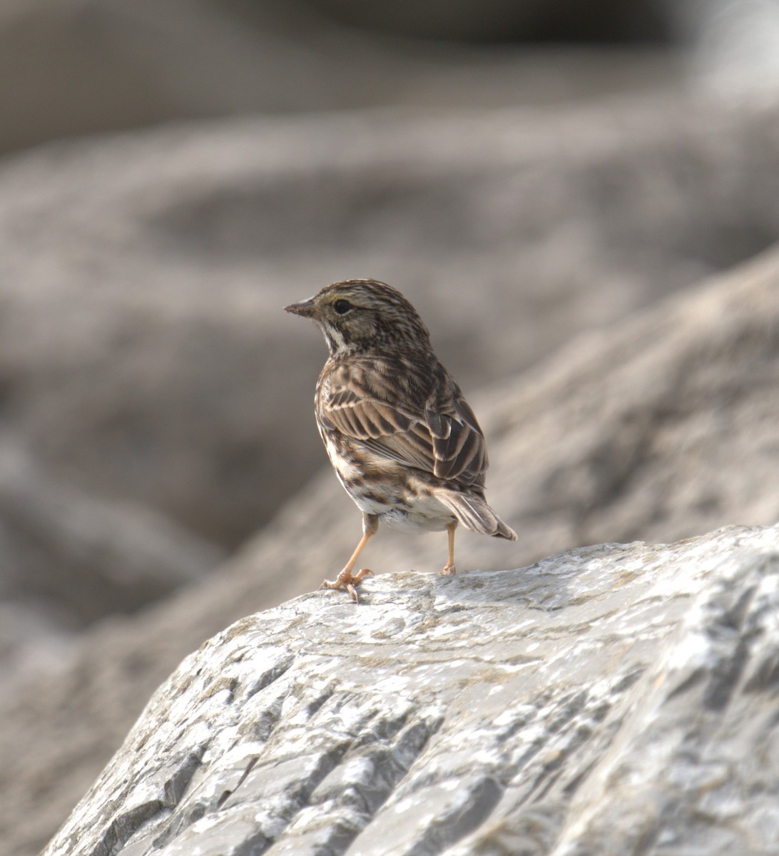 Savannah Sparrow - ML547239911