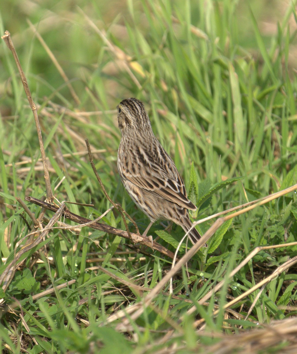 Savannah Sparrow - ML547239931