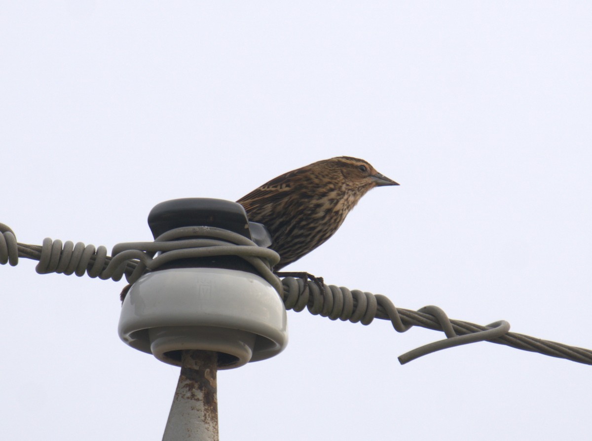 Red-winged Blackbird - ML547240191